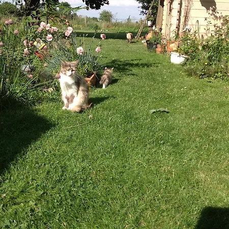 La Maison Des Chats *